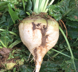 BRICK Fodder Beet Seed