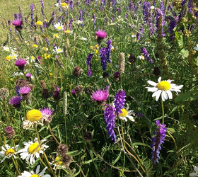 FS11 100%: Acidic Soils Wildflower Mixture