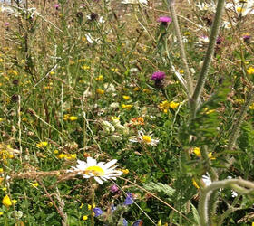 AB16 Autumn Sown Bumble Bird Mixture (FS7)