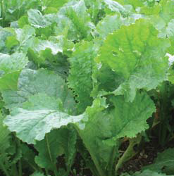 TYFON Hybrid Stubble Turnip Seed