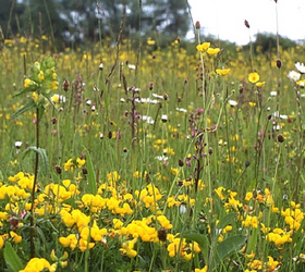 FS3P 100%: Dry, Sandy and Loam Soils Wildflower Seed Mixture