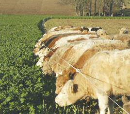 SWIFT Rape/Kale Hybrid