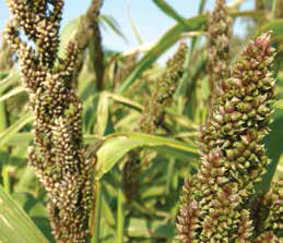 Japanese Reed Millet