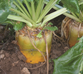 BANGOR Fodder Beet Seed