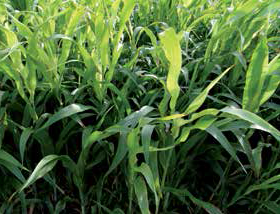 Over 'n' Under Sorghum Mixture