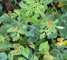 CIPM3 | IPM3 - Beetle Blaster Companion Crop Seed Mixture