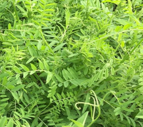 BINGO Purple Vetch Seed (Vicia atropurpurea)