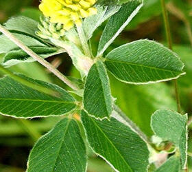 Black Medick/Yellow Trefoil Seed (Medicago lupulina)