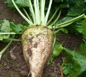 BLIZZARD Fodder Beet Seed