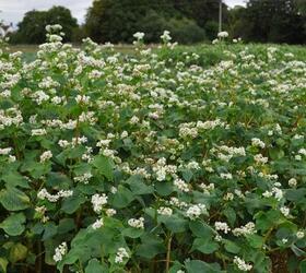 Organic Buckwheat Seed (Fagopyrum esculentum)