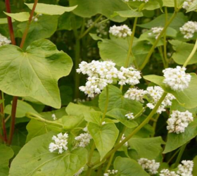 LIFAGO Buckwheat Seed (Fagopyrum tataricum)