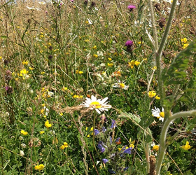 FS8M 80/20%: Woodland and Heavy Shade Wildflower Seed Mixture