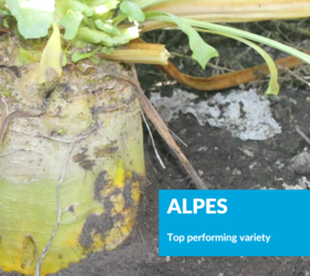 ALPES Fodder Beet