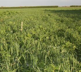 EnviroSeeds Autumn DM Cover Crop Mixture
