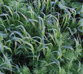 EnviroSeeds Soil Revivor Cover Crop Mixture