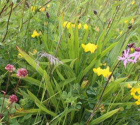 FSBM 80/20%: Bee and Butterfly Wildflower Seed Mixture