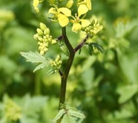 EnviroSeeds Nemashield Cover Crop Mixture