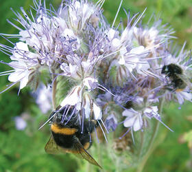 Phacelia Seed (Phacelia tanacetifolia)