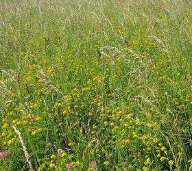 FS Wildflower Meadow Mix (AB8)