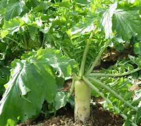 DAIKON Tillage Radish Seed (Raphanus sativus)