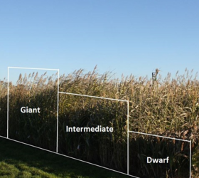 Giant Sorghum