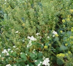 Decoy Game Cover Seed Mixture