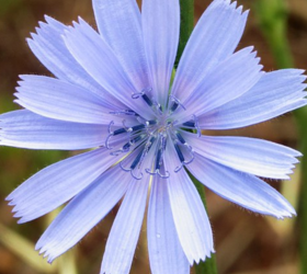 Chicory Seed (Agricultural)