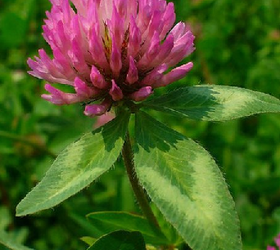 Red Clover Seed (Trifolium pratense)