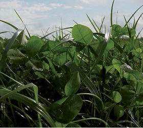 Grazing Clover Blend