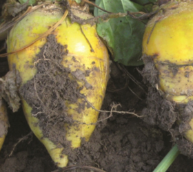 KYROS Fodder Beet Seed
