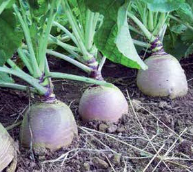 AIRLIE Swede Seed