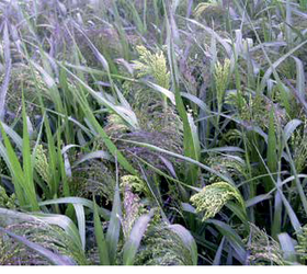 Millgame Millet Mixture