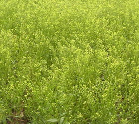 Gold of Pleasure Seed (Camelina)