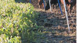 AVON Forage Rape
