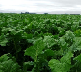 SPITFIRE Hybrid Brassica