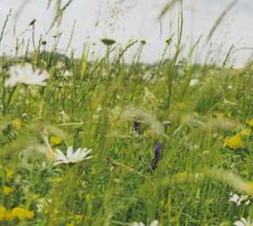 FS5 100%: Heavy Clay and Wet Soils Wildflower Mixture