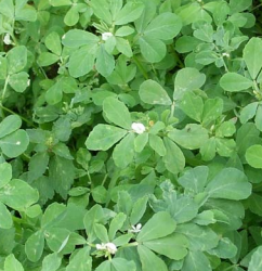Fenugreek Seed (Trigonella foenum-graecum)