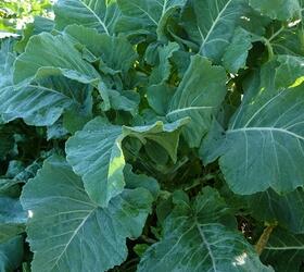 GOLDENEYE Kale Seed