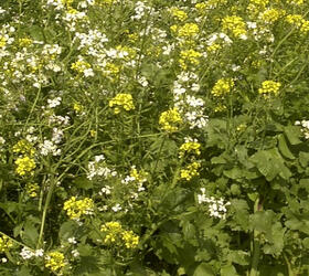 Late Cover Game Seed Mixture