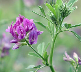 Lucerne Seed (Medicago sativa)