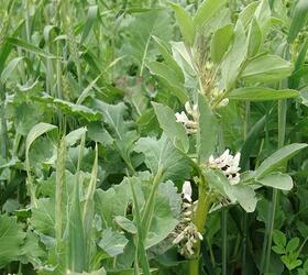 Northern Star Game Cover Seed Mixture