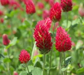 Organic Crimson Clover Seed (Trifolium incarnatum)