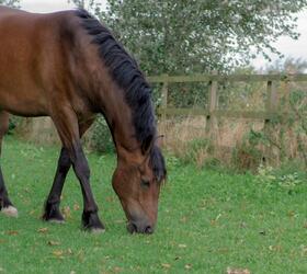 FS Paddock Repair Horse Paddock Grass Seed