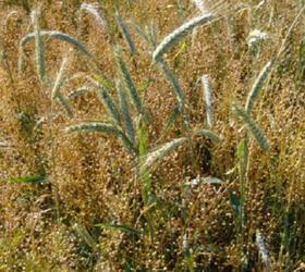 Partridge Game Cover Seed Mixture