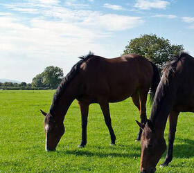 FS Premier Horse Paddock Grass Seed