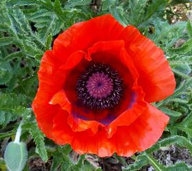 Common Poppy Seed (Papaver rhoeas)
