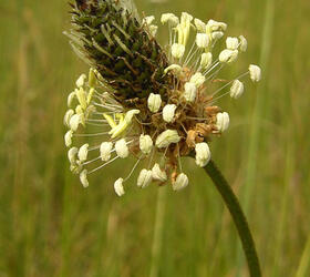 Ribwort Plantain Seed (Agricultural)