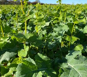 CIPM3 | IPM3 - Shielder Companion Crop Seed Mixture