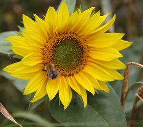 Sunflower Seed (Helianthus annuus)