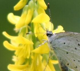 Yellow Blossom/Sweet Clover Seed (Melilotus officinalis)